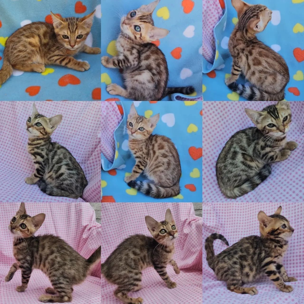 Bengal Filhotes Gatil BSB Cat