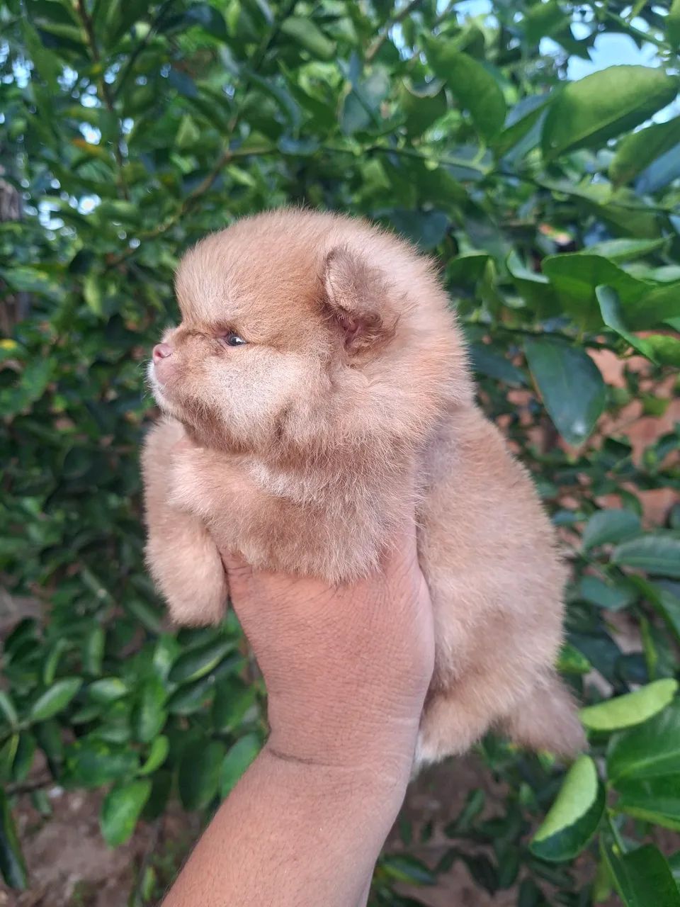 Spitz alemão  - Foto 2