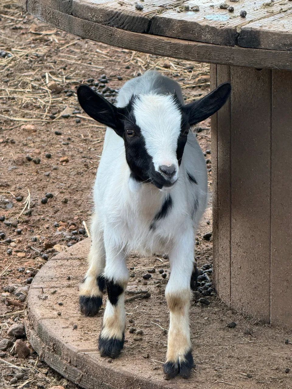 Mini cabras (mini bode, mini animais)  - Foto 5