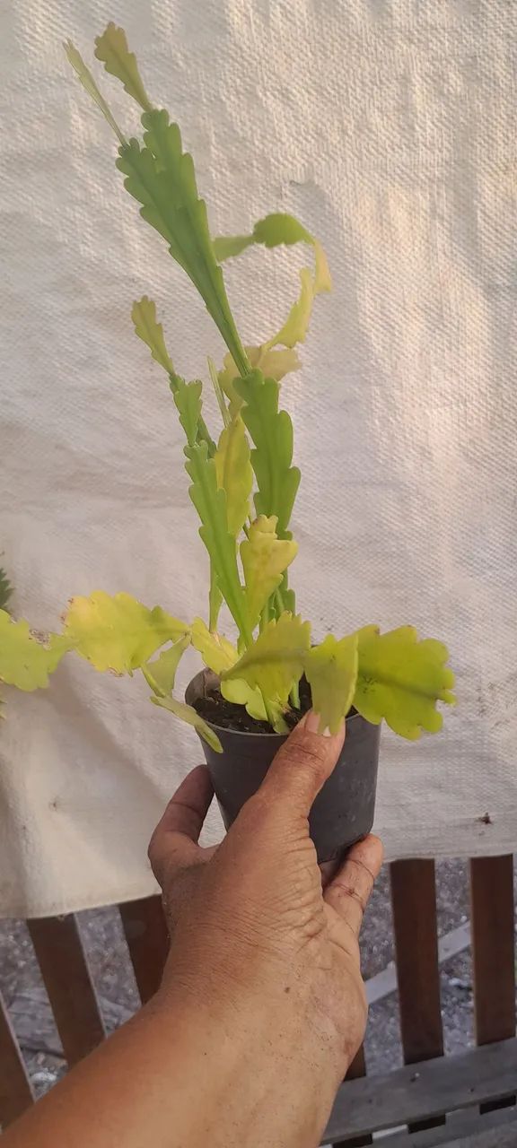 Cactos e suculentas  - Foto 3