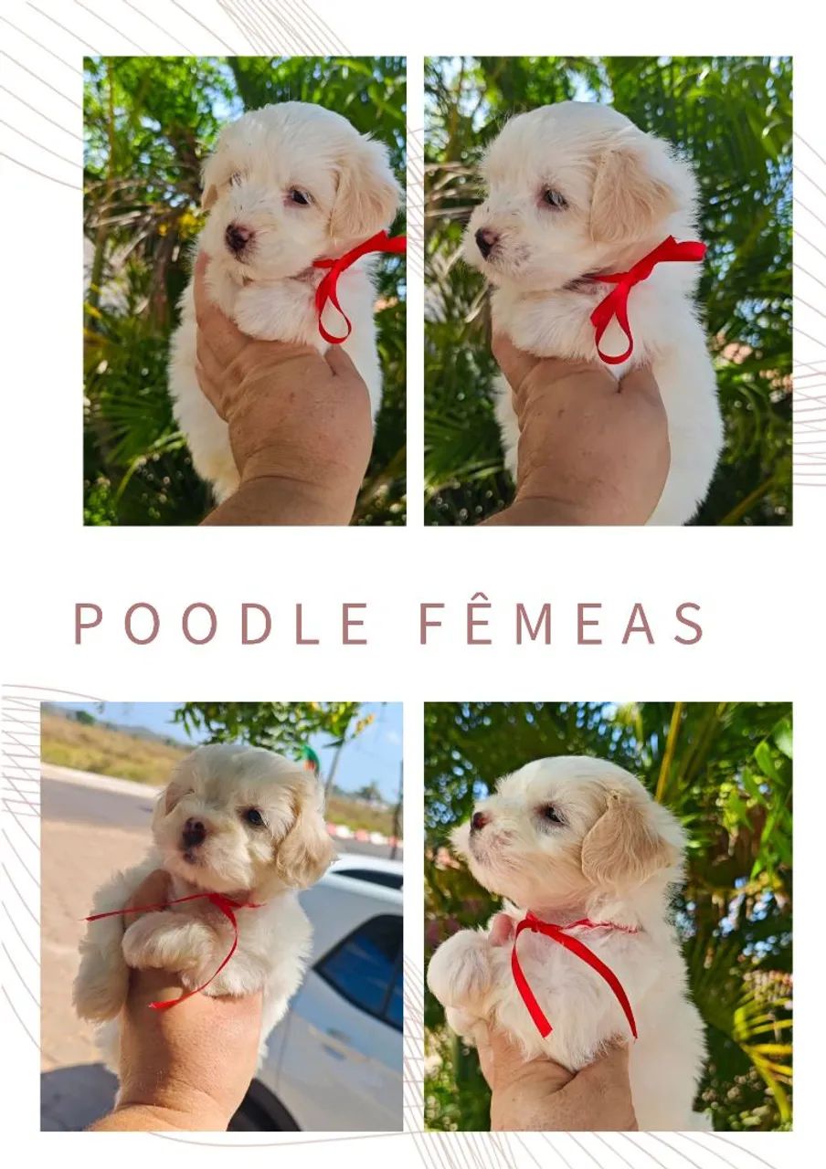 Poodle disponíveis e outros 