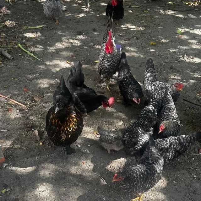 Galinhas  - Foto 4