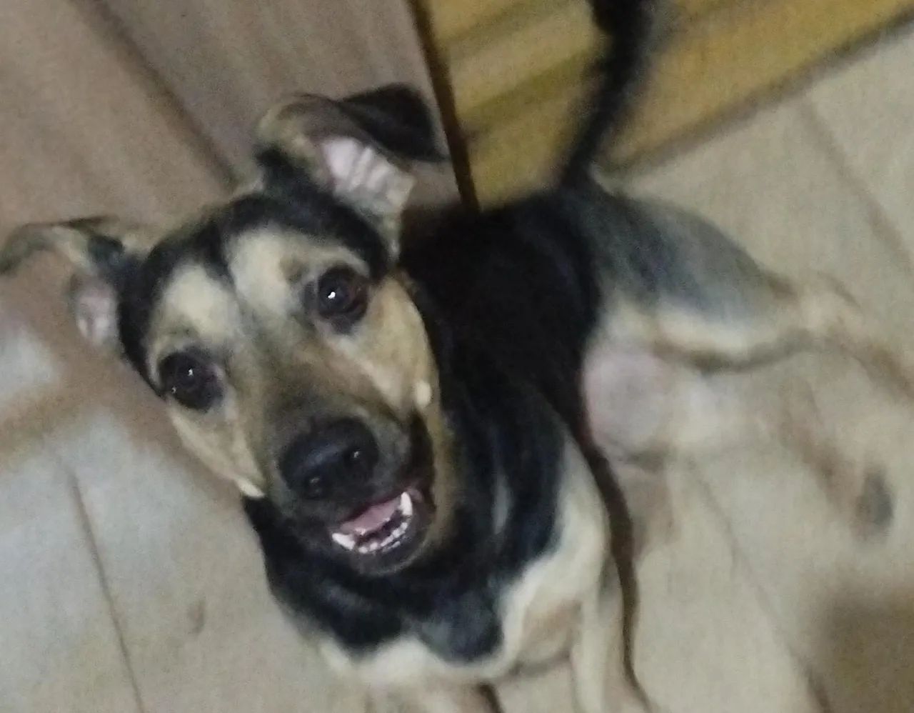 Adoção responsável  - Foto 3