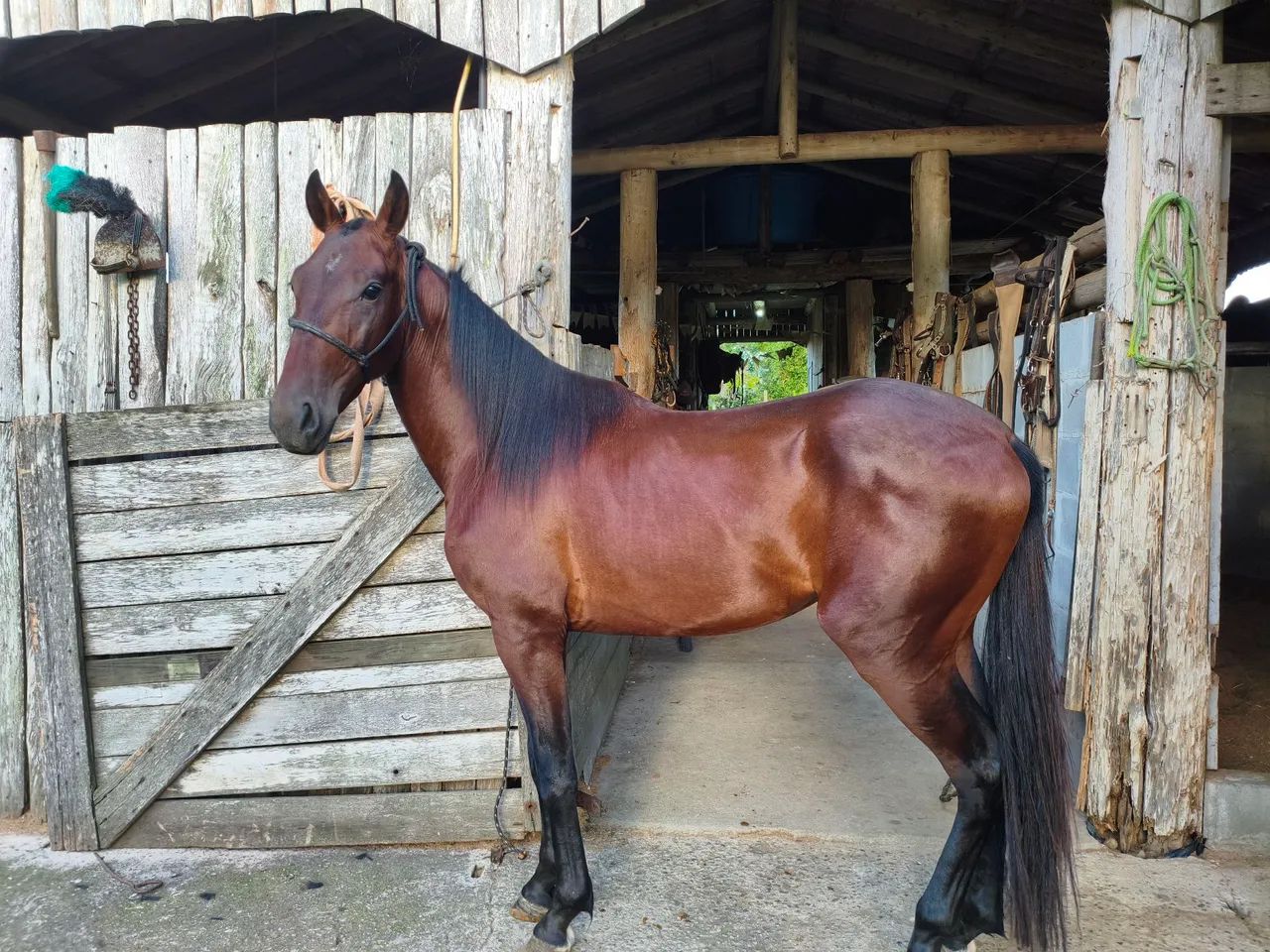 Cavalo American Trother  - Foto 2