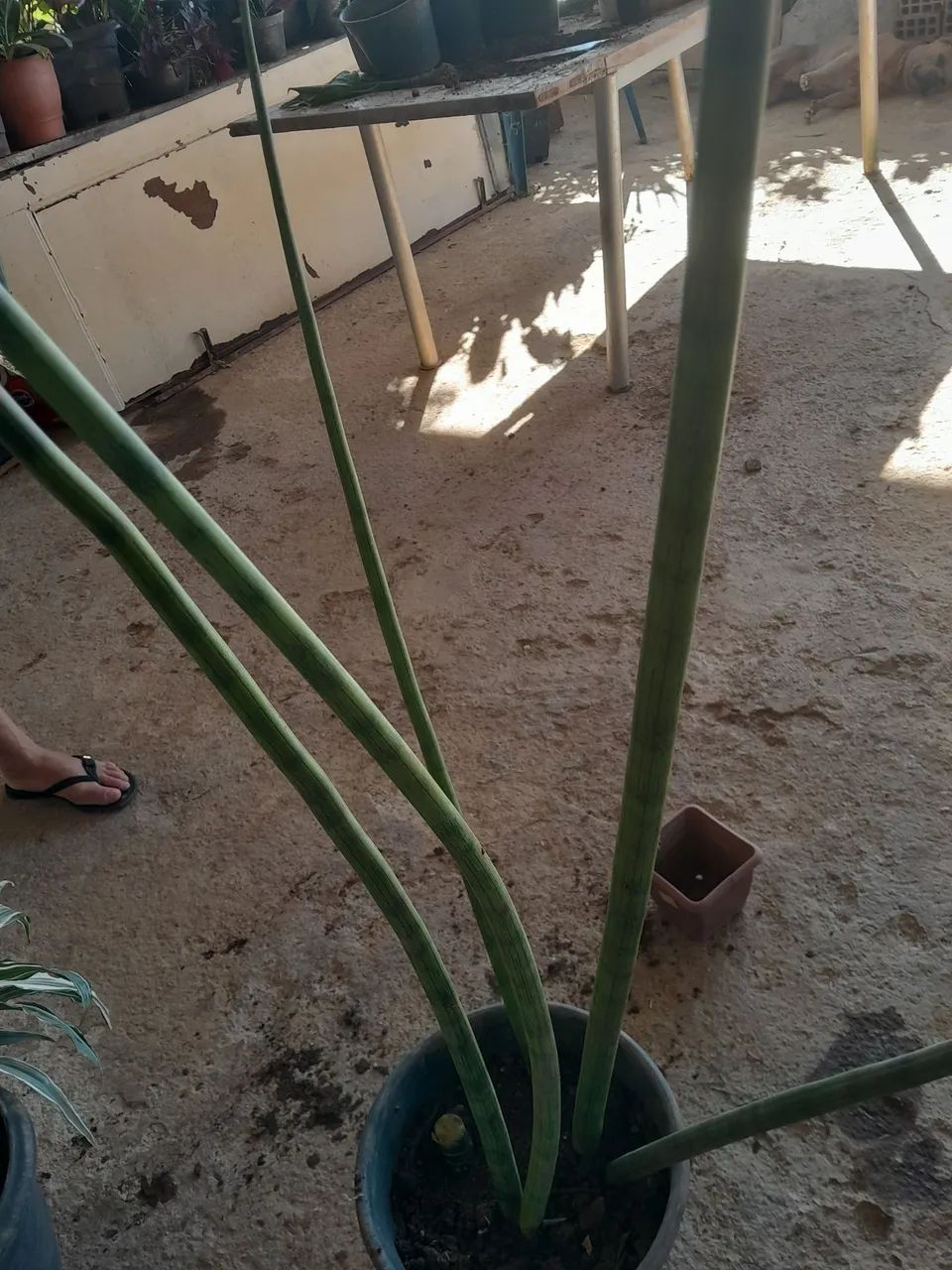 Plantas já pegadas - Foto 2