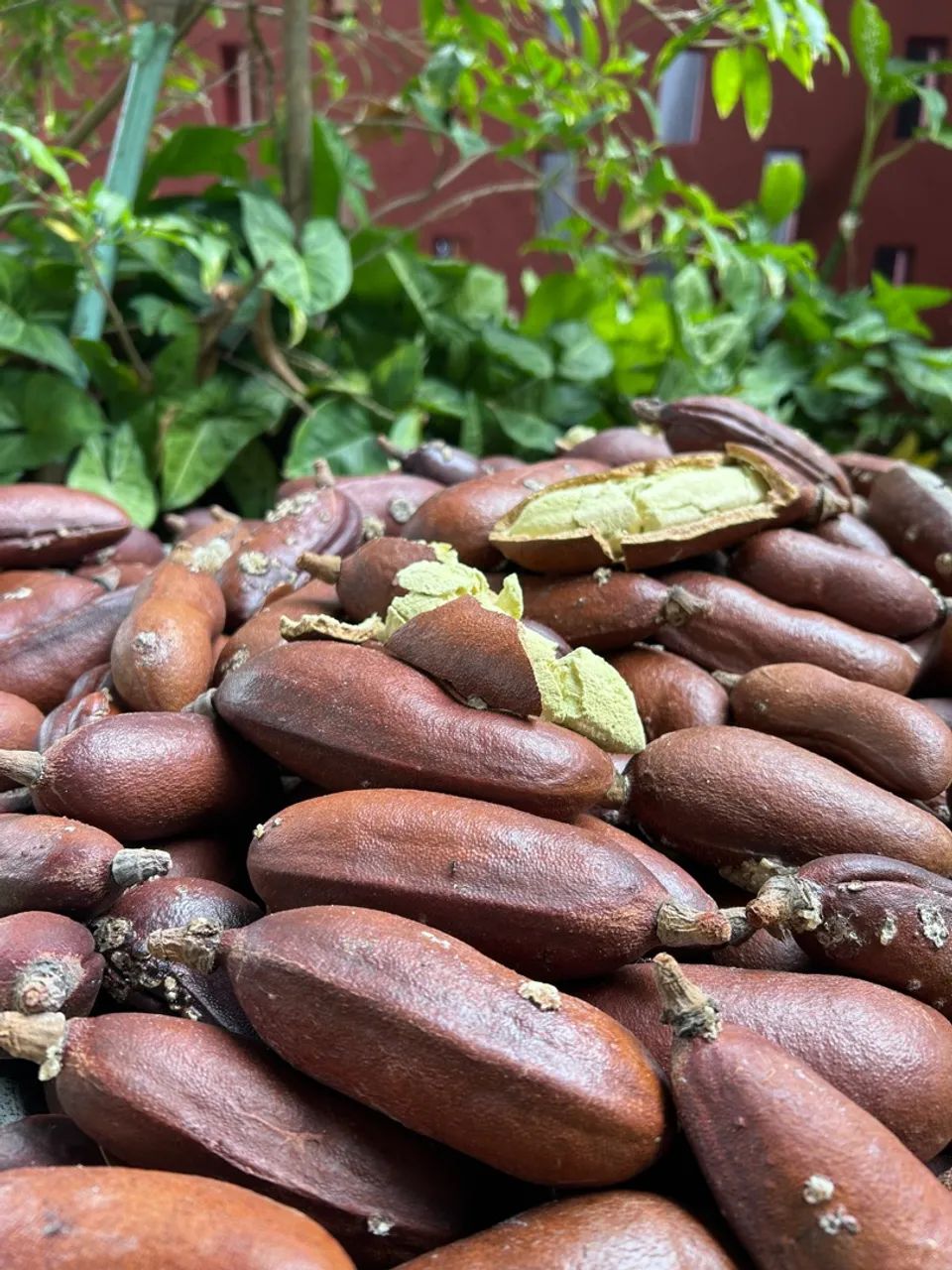 Jatobá com casca R$25,00kg  - Foto 3