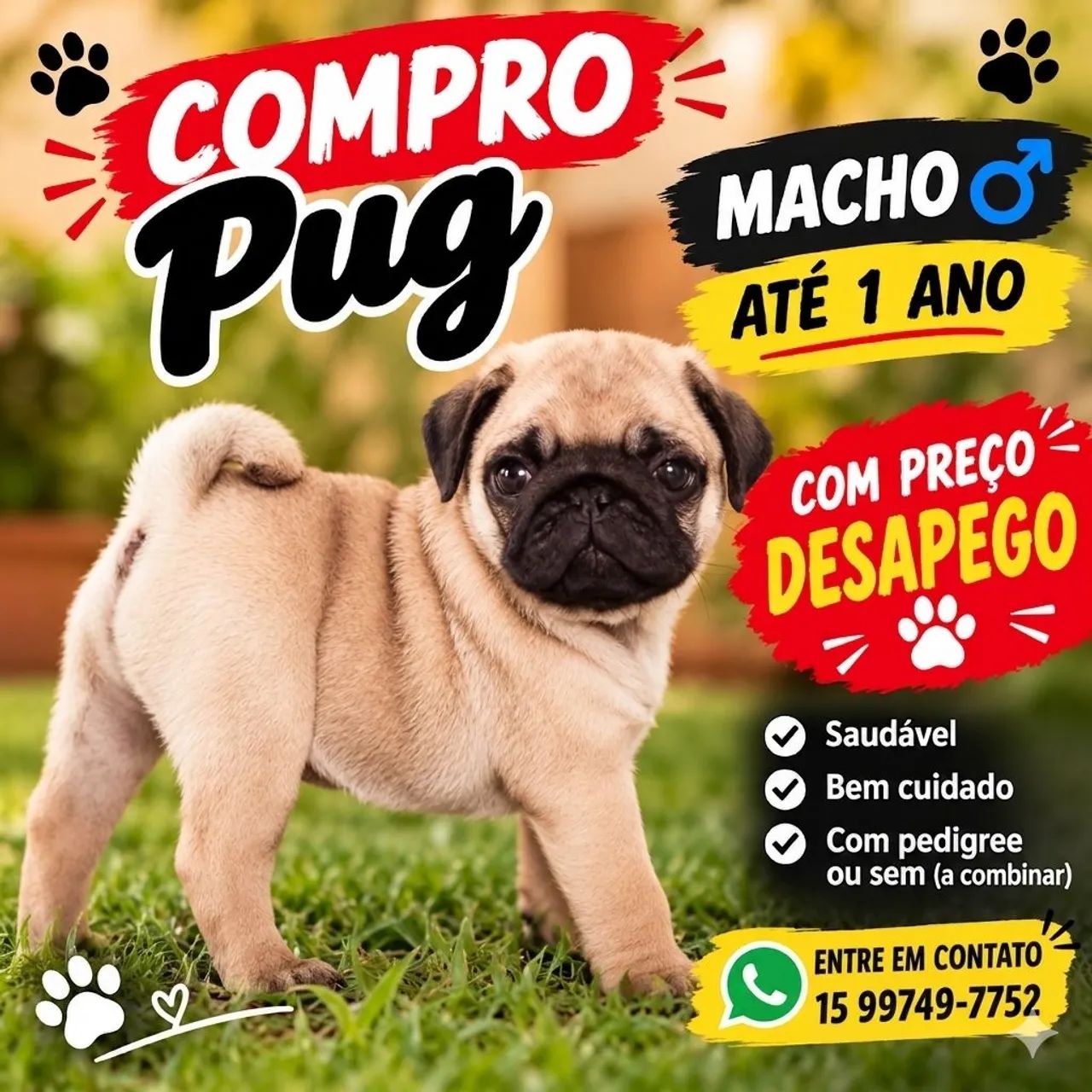 Pug macho 