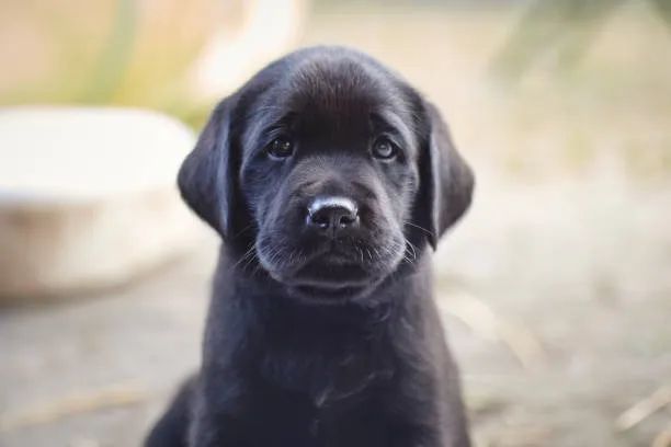 Labrador de Excelente Padrão ?