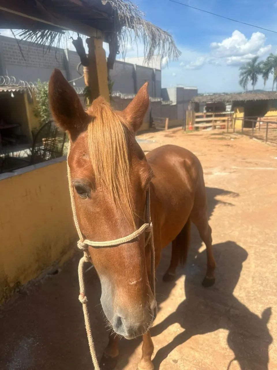 Cavalo  - Foto 2
