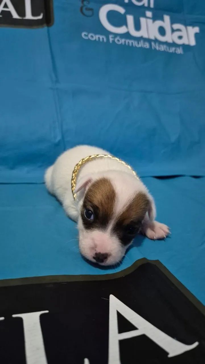 Jack Russell o Máscara. - Foto 4