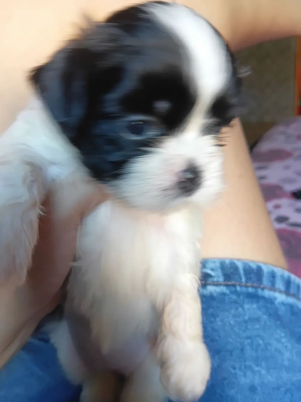 Cachorros shistsu  - Foto 5