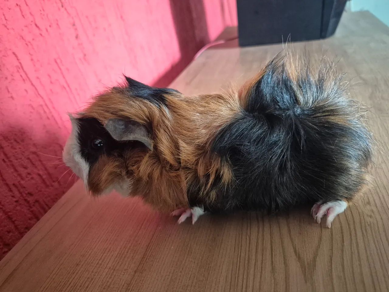 Porquinho da india - Foto 2