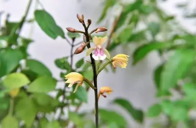 Orquídea terrestre  - Foto 2