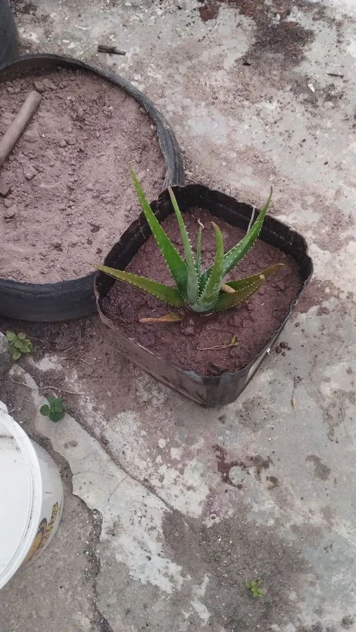 Muda de babosa 
