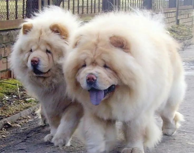 Chow chow americano top demais 