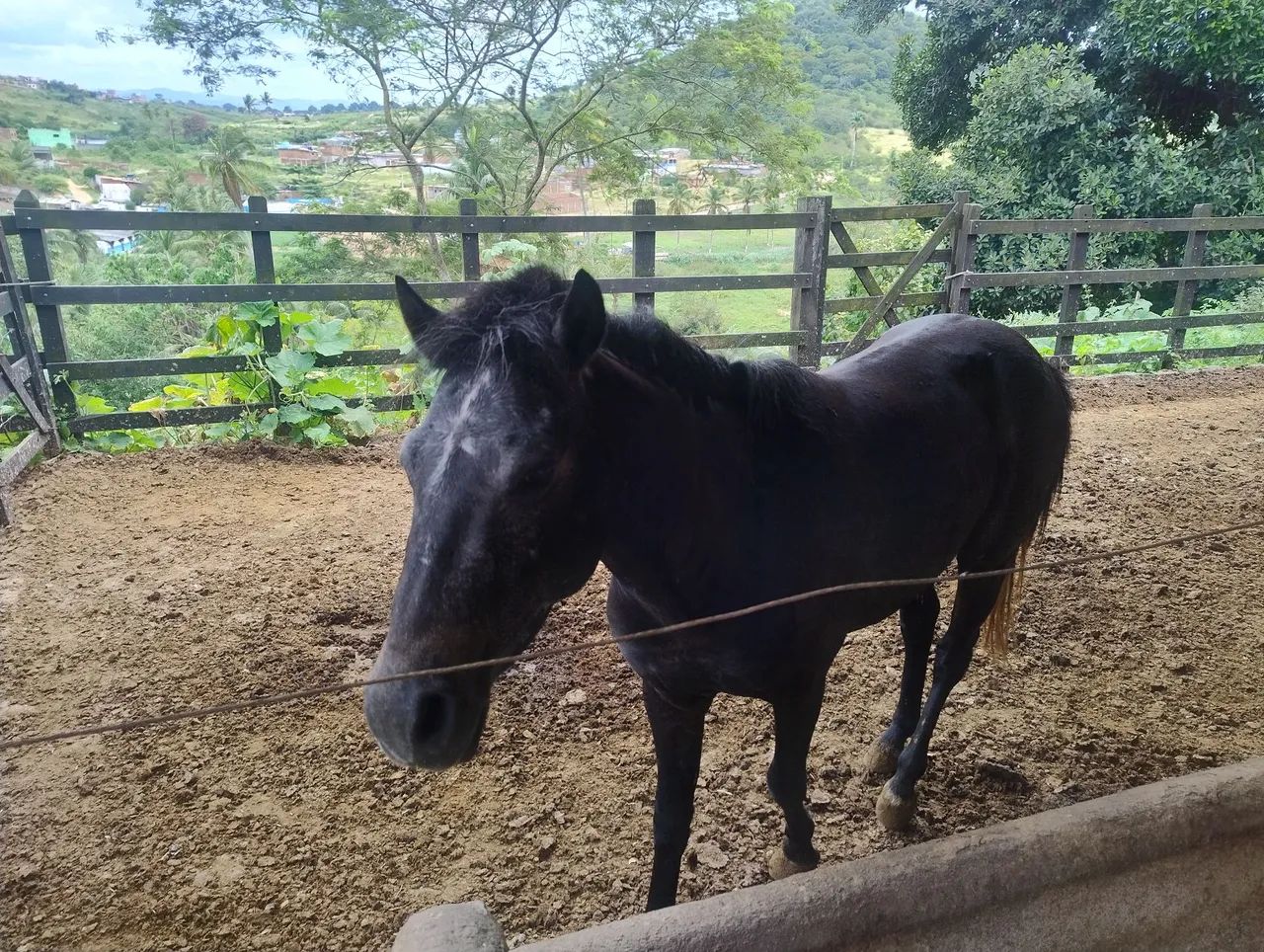 Piquira Macho - Foto 5