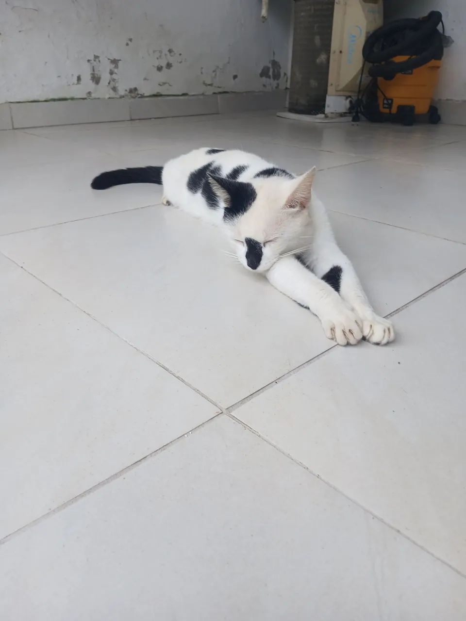 Doação de pet - Foto 3