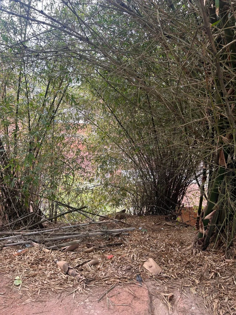 Terreno na Guaxuma   - Foto 5