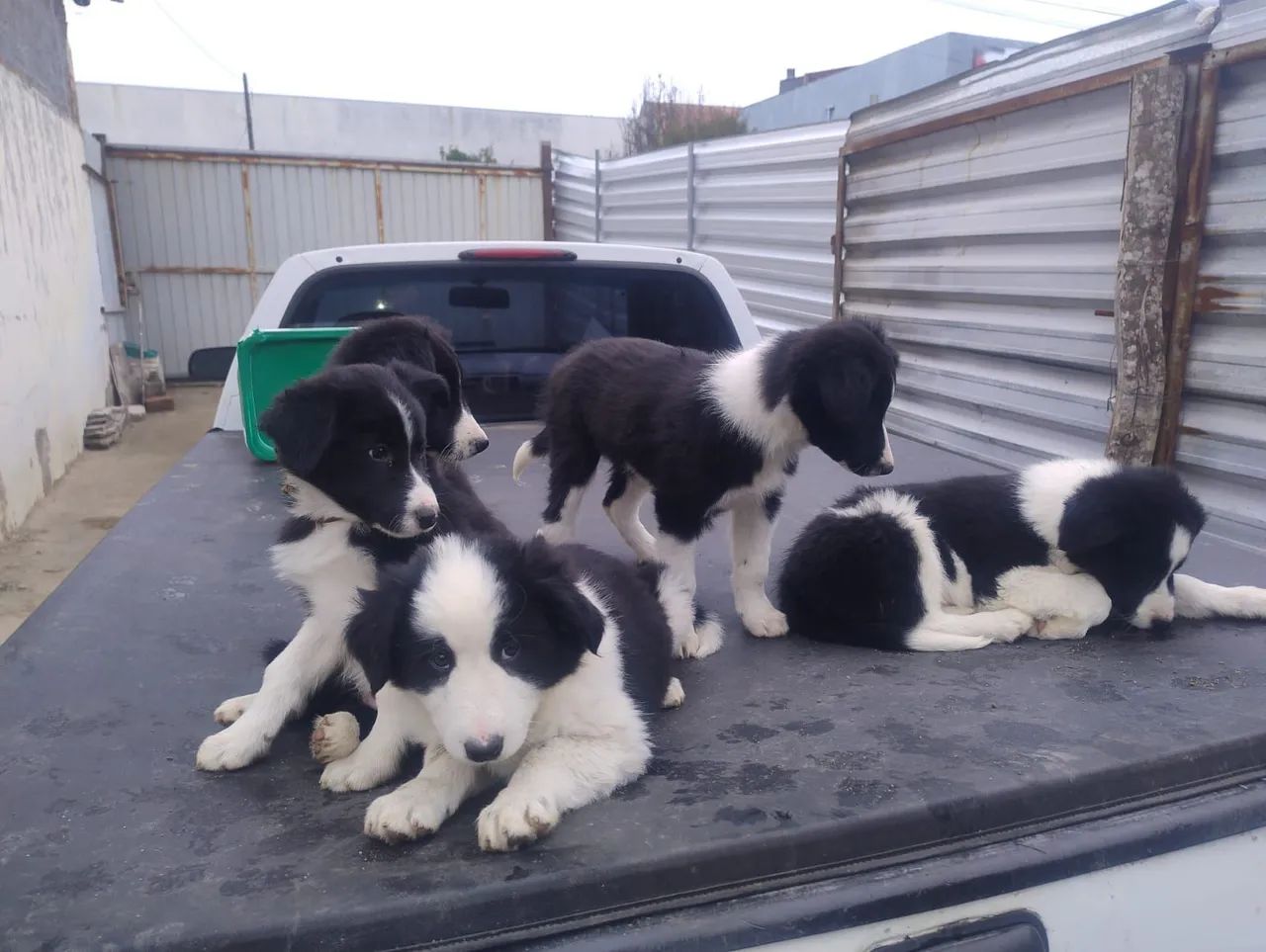 Bouder Collie  - Foto 3