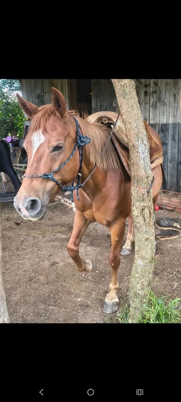 Égua meio sangue qm 