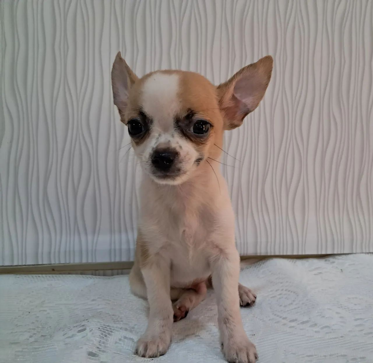 Chihuahua macho - Foto 5