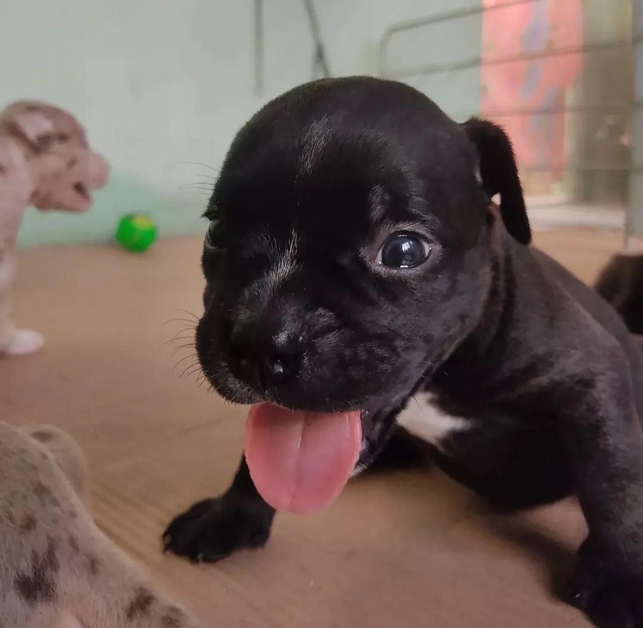American bully exotic  - Foto 3