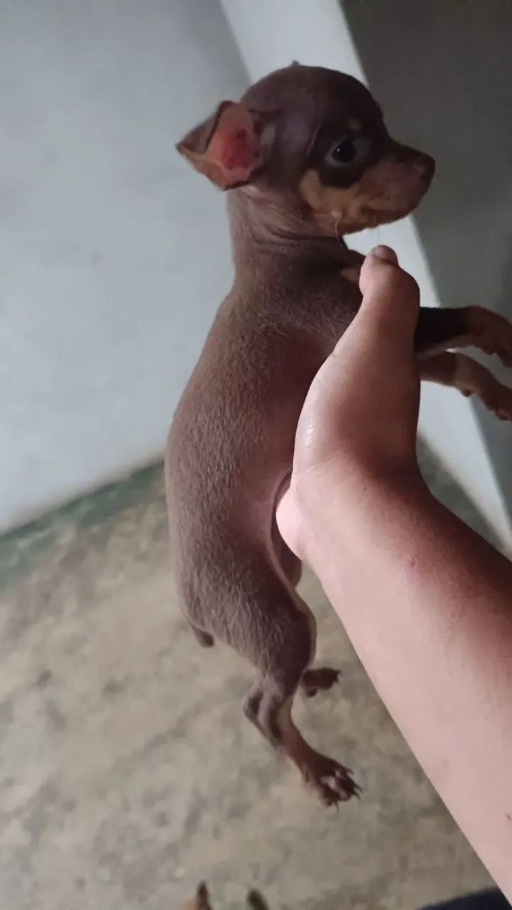 Vende se pinscher macho número 01  - Foto 4