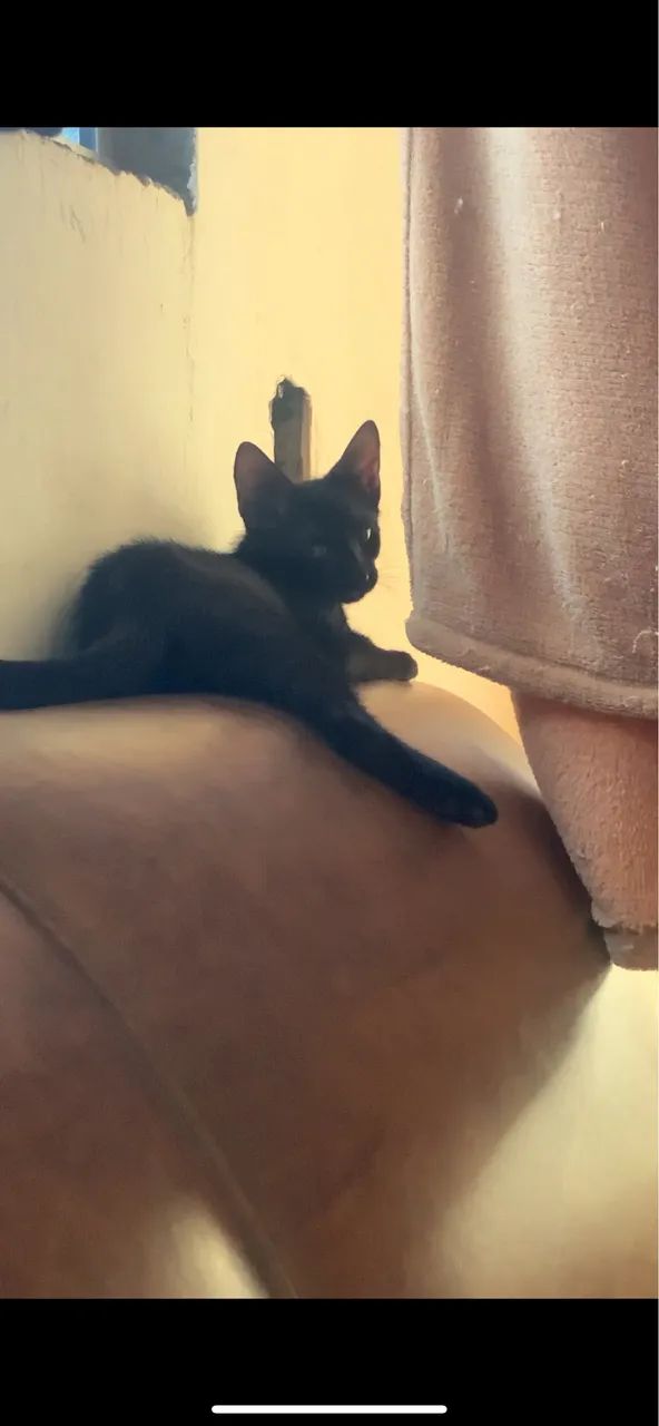 Adoção  - Foto 5