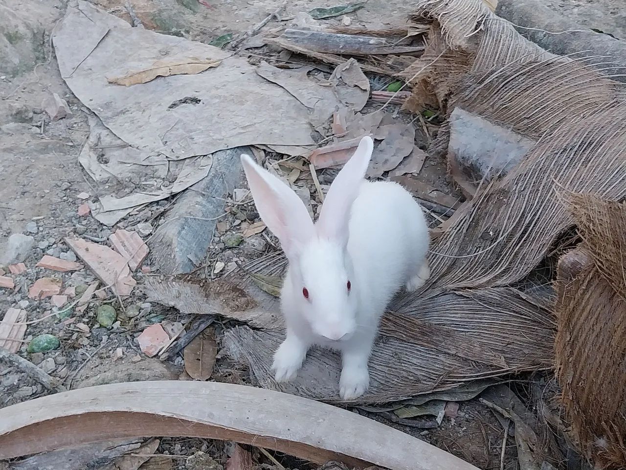 Coelhos - Foto 5