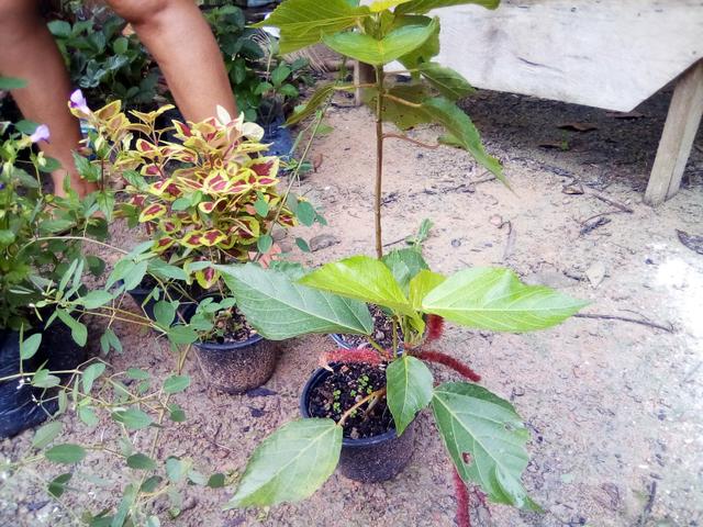 Mudas para jardim - Foto 2