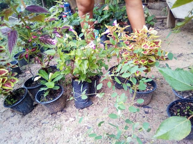 Mudas para jardim