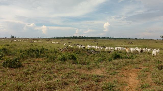 Fazenda para arrendamento de soja - Foto 8