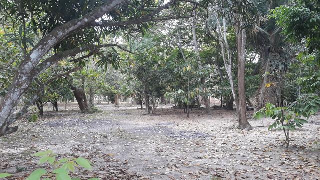 Vendo excelente chácara as margens da ma 216** 30 hectares em Penalva ma - Foto 11