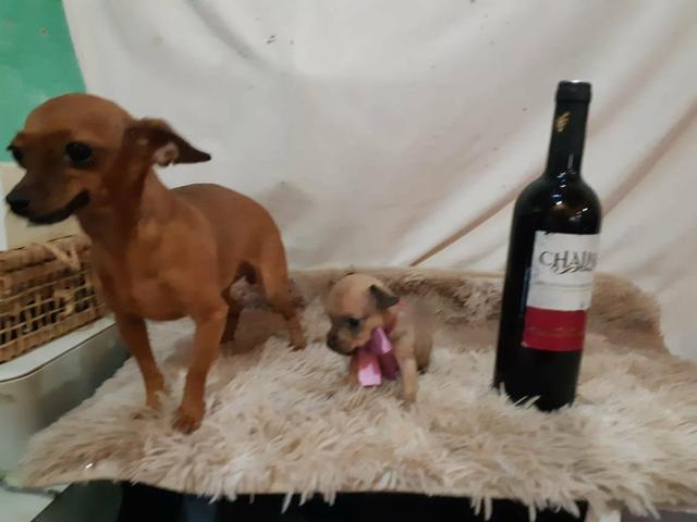 Pinscher zero puro só 350 - Foto 4