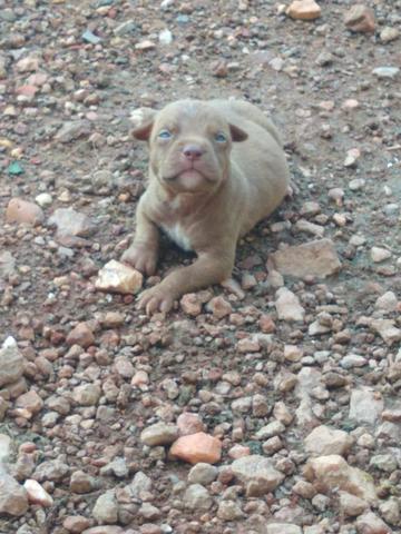 Filhotes PitBull com American Bully - Foto 3