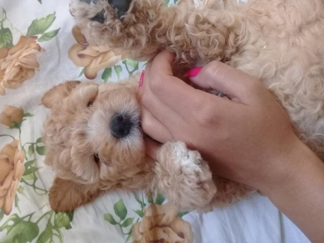 Poodle número 1 - Foto 3