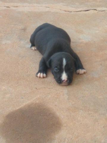 Filhotes PitBull com American Bully - Foto 6