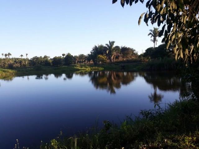 Vendo excelente chácara as margens da ma 216** 30 hectares em Penalva ma - Foto 15