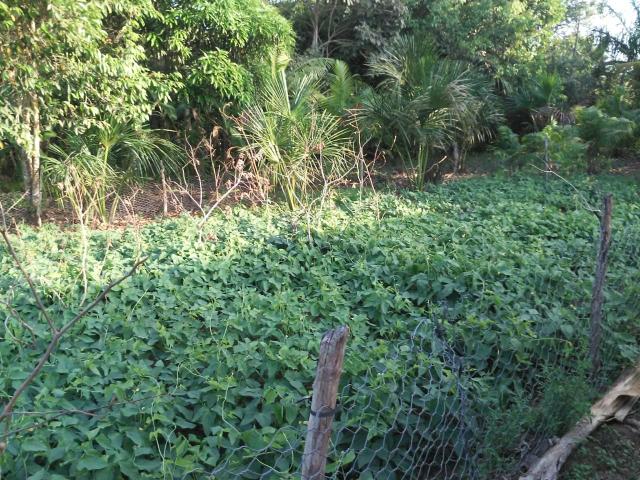 Sítio em Bacabeira - Foto 2