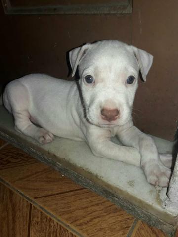 Vendo pitbull americano fêmea 2 meses fotos pelo whatsapp