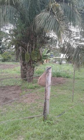 Vendo chácara no Valo Verde no município de Santo Antônio - Foto 7