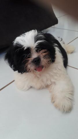 Shih tzu macho - Foto 2