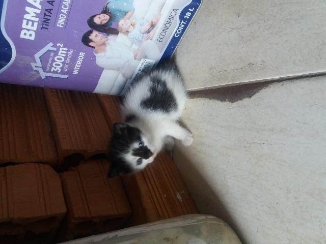 Gatos - Foto 3