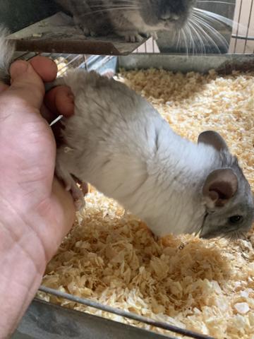 Chinchila mosaico mansa e rara