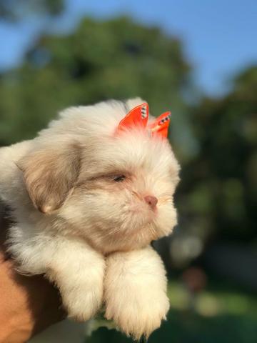 Microchipados Atestado de Saúde e Pedigree grátis Shih Tzu - Foto 4