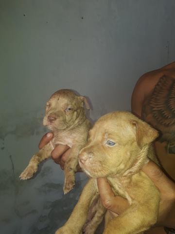 Linda filhote de pitbull olhem bem as fotos - Foto 3