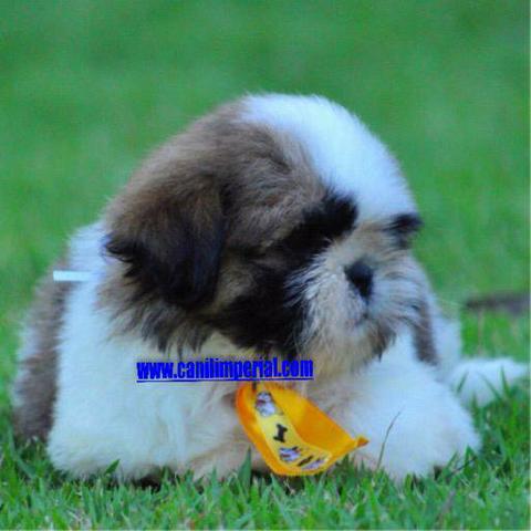 Shih Tzu Filhotes de pelagem sedosa Padrão da Raça Documentados - Foto 6