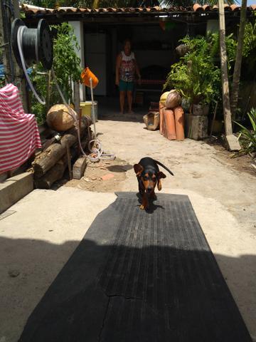 Cachorro