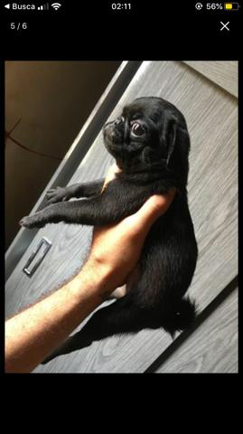 Vendo pug fêmea - Foto 3