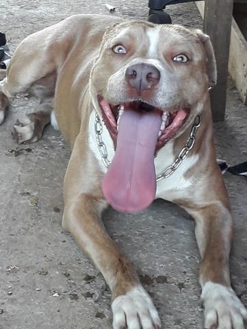 Pit Bull Filhotes